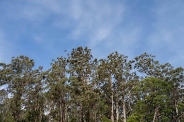 Avustralya ormanlarındaki güzel sakız ağaçları ve çalılar. Gumtrees ve yerli bitkiler baharda Avustralya 'da büyür. Bir ormanda büyüyen okaliptüs.