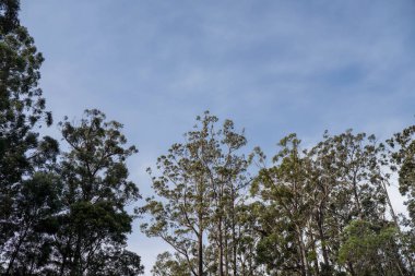 Avustralya ormanlarındaki güzel sakız ağaçları ve çalılar. Gumtrees ve yerli bitkiler baharda Avustralya 'da büyür. Bir ormanda büyüyen okaliptüs.