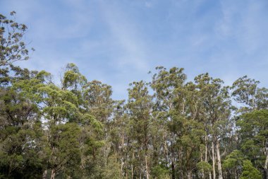 Avustralya ormanlarındaki güzel sakız ağaçları ve çalılar. Gumtrees ve yerli bitkiler baharda Avustralya 'da büyür. Bir ormanda büyüyen okaliptüs.