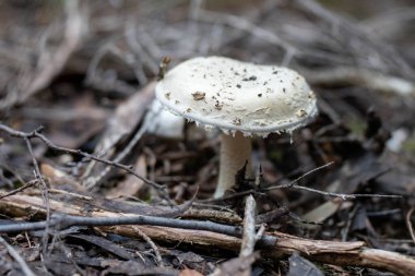 Çalılıklarda büyüyen mantarlar, halk bahçesinde gübre yığınları oluşturuyorlar. Mikroorganizmalarla dolu gübre. sürdürülebilir yenilenebilir tarım 