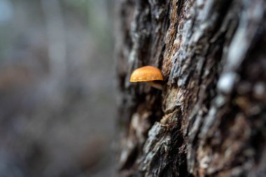 Avustralya, Tazmanya 'daki çalılıklarda mantarları kapatın. İlkbaharda ormanda