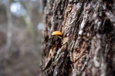 Avustralya, Tazmanya 'daki çalılıklarda mantarları kapatın. İlkbaharda ormanda