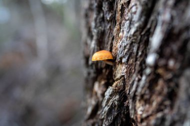 Avustralya, Tazmanya 'daki çalılıklarda mantarları kapatın. İlkbaharda ormanda