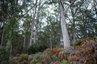 Ağaçları, çalıları, otları olan çok güzel bir Avustralya çalısı. Baharda bir ormanda karbon depoluyor.