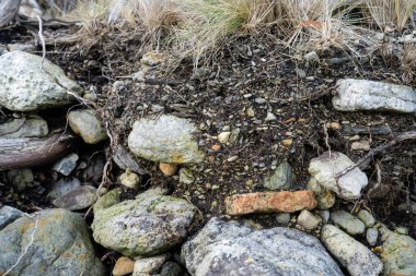 Toprak katmanları, kökleri, organik maddeleri ve çalılıklarda, ormanlarda ve plajlarda bitkileri olan toprak profili.