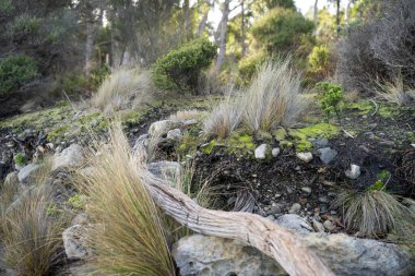 soil profile of land with soil layers of dirt, roots, organic matter, and plants in the bush and forest and beach clipart