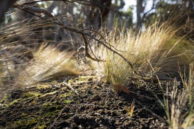 Avustralya ormanlarındaki güzel sakız ağaçları ve çalılar. Gumtrees ve yerli bitkiler baharda Avustralya 'da büyür. Bir ormanda büyüyen okaliptüs.