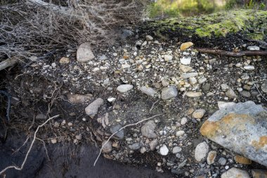 Toprak katmanları, kökleri, organik maddeleri ve çalılıklarda, ormanlarda ve plajlarda bitkileri olan toprak profili.