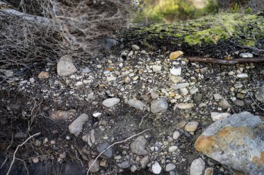Toprak katmanları, kökleri, organik maddeleri ve çalılıklarda, ormanlarda ve plajlarda bitkileri olan toprak profili.