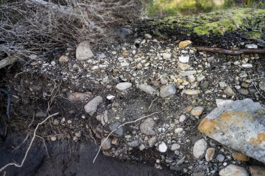 Toprak katmanları, kökleri, organik maddeleri ve çalılıklarda, ormanlarda ve plajlarda bitkileri olan toprak profili.