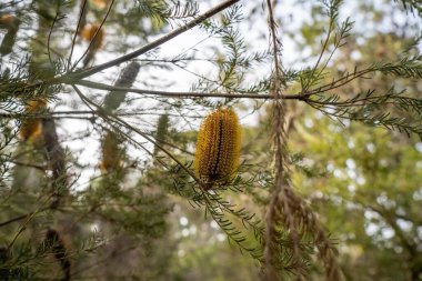 Avustralya ormanlarındaki güzel sakız ağaçları ve çalılar. Gumtrees ve yerli bitkiler baharda Avustralya 'da büyür. Bir ormanda büyüyen okaliptüs.