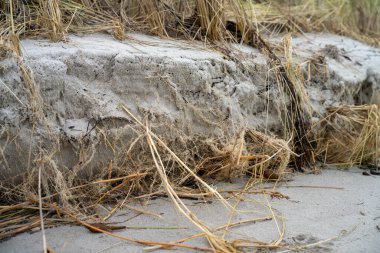 Toprak katmanları, kökleri, organik maddeleri ve çalılıklarda, ormanlarda ve plajlarda bitkileri olan toprak profili.