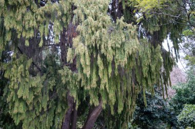 Avustralya ormanlarındaki güzel sakız ağaçları ve çalılar. Gumtrees ve yerli bitkiler baharda Avustralya 'da büyür. Bir ormanda büyüyen okaliptüs.