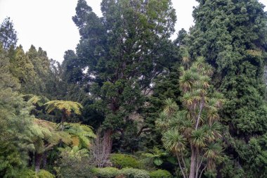 Ağaçları, çalıları, otları olan çok güzel bir Avustralya çalısı. Baharda bir ormanda karbon depoluyor.