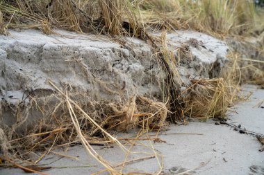 Toprak katmanları, kökleri, organik maddeleri ve çalılıklarda, ormanlarda ve plajlarda bitkileri olan toprak profili.
