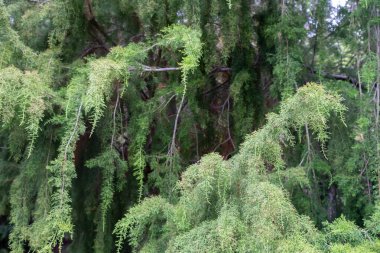 Avustralya ormanlarındaki güzel sakız ağaçları ve çalılar. Gumtrees ve yerli bitkiler baharda Avustralya 'da büyür. Bir ormanda büyüyen okaliptüs.