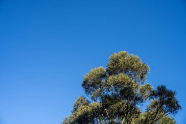 Avustralya ormanlarındaki güzel sakız ağaçları ve çalılar. Gumtrees ve yerli bitkiler baharda Avustralya 'da büyür. Bir ormanda büyüyen okaliptüs.