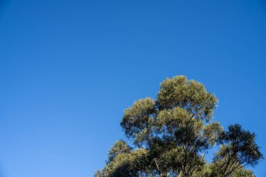 Avustralya ormanlarındaki güzel sakız ağaçları ve çalılar. Gumtrees ve yerli bitkiler baharda Avustralya 'da büyür. Bir ormanda büyüyen okaliptüs.