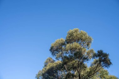 Avustralya ormanlarındaki güzel sakız ağaçları ve çalılar. Gumtrees ve yerli bitkiler baharda Avustralya 'da büyür. Bir ormanda büyüyen okaliptüs.