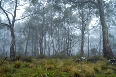 Avustralya ormanlarındaki güzel sakız ağaçları ve çalılar. Gumtrees ve yerli bitkiler baharda Avustralya 'da büyür. Bir ormanda büyüyen okaliptüs.