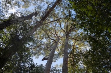 Avustralya ormanlarındaki güzel sakız ağaçları ve çalılar. Gumtrees ve yerli bitkiler baharda Avustralya 'da büyür. Bir ormanda büyüyen okaliptüs.