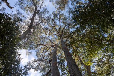 Avustralya ormanlarındaki güzel sakız ağaçları ve çalılar. Gumtrees ve yerli bitkiler baharda Avustralya 'da büyür. Bir ormanda büyüyen okaliptüs.