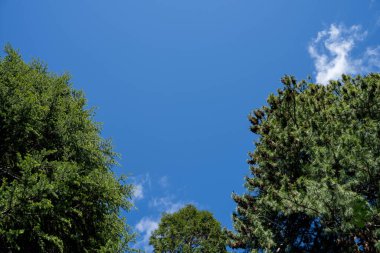 Avustralya ormanlarındaki güzel sakız ağaçları ve çalılar. Gumtrees ve yerli bitkiler baharda Avustralya 'da büyür. Bir ormanda büyüyen okaliptüs.