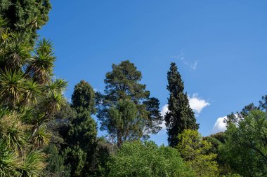 Avustralya ormanlarındaki güzel sakız ağaçları ve çalılar. Gumtrees ve yerli bitkiler baharda Avustralya 'da büyür. Bir ormanda büyüyen okaliptüs.