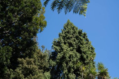 Avustralya ormanlarındaki güzel sakız ağaçları ve çalılar. Gumtrees ve yerli bitkiler baharda Avustralya 'da büyür. Bir ormanda büyüyen okaliptüs.