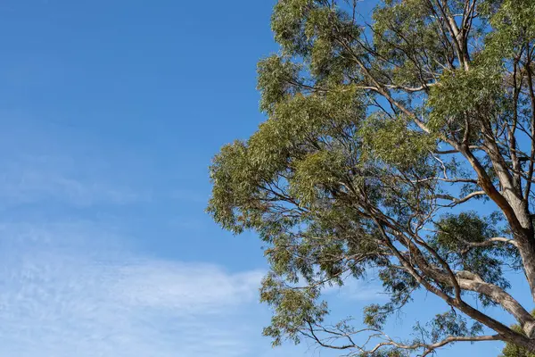 Avustralya ormanlarındaki güzel sakız ağaçları ve çalılar. Gumtrees ve yerli bitkiler baharda Avustralya 'da büyür. Bir ormanda büyüyen okaliptüs.