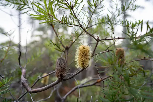 Avustralya ormanlarındaki güzel sakız ağaçları ve çalılar. Gumtrees ve yerli bitkiler baharda Avustralya 'da büyür. Bir ormanda büyüyen okaliptüs.