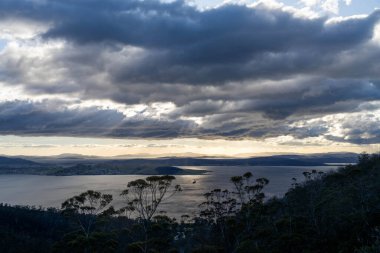 Avustralya ormanlarındaki güzel sakız ağaçları ve çalılar. Gumtrees ve yerli bitkiler baharda Avustralya 'da büyür. Bir ormanda büyüyen okaliptüs.