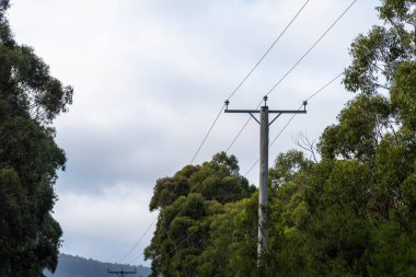 Ağaç elektrik direği ve elektrik hatları Avustralya 'da bir ormandan geçiyor.