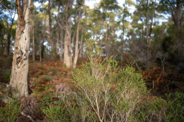 Ağaçları, çalıları, otları olan çok güzel bir Avustralya çalısı. Baharda bir ormanda karbon depoluyor.