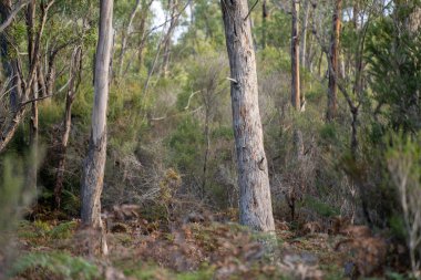 Ağaçları, çalıları, otları olan çok güzel bir Avustralya çalısı. Baharda bir ormanda karbon depoluyor.
