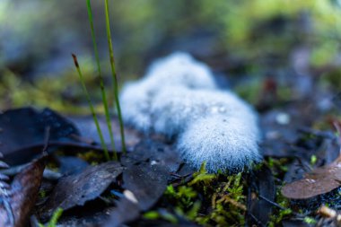 dog poop fungus growth of fuzz hair growth on grass clipart