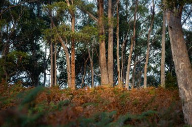 Ağaçları, çalıları, otları olan çok güzel bir Avustralya çalısı. Baharda bir ormanda karbon depoluyor.
