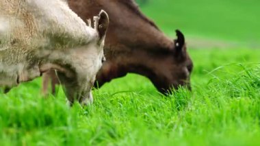 Angus, wagyu ve Murray sığır boğaları ve inekler, baharda Avustralya 'da bir tepede otlanıyorlar.