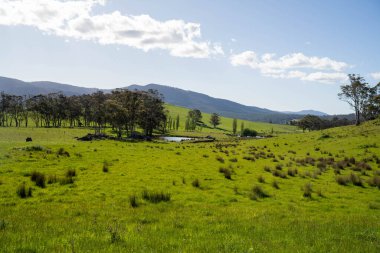 Yenilenebilir tarım çiftliğinde büyüyen çayırlar ve otlar. Avustralya 'da karbon depolayan yerel bitkiler 