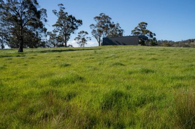 pasture and grasses growing on a regenerative agricultural farm. native plants storaging carbon in australia  clipart