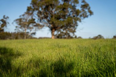 Yenilenebilir tarım çiftliğinde büyüyen çayırlar ve otlar. Avustralya 'da karbon depolayan yerel bitkiler 