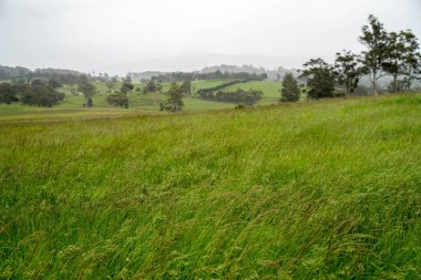 Yenilenebilir tarım çiftliğinde büyüyen çayırlar ve otlar. Avustralya 'da karbon depolayan yerel bitkiler 