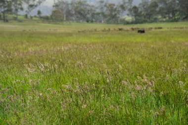 pasture and grasses growing on a regenerative agricultural farm. native plants storaging carbon in australia  clipart