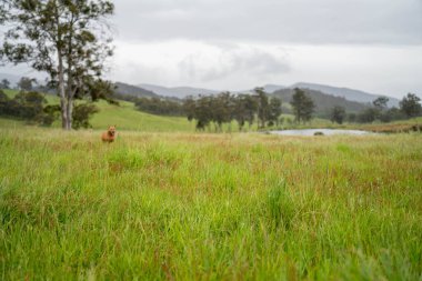 Yenilenebilir tarım çiftliğinde büyüyen çayırlar ve otlar. Avustralya 'da karbon depolayan yerel bitkiler 