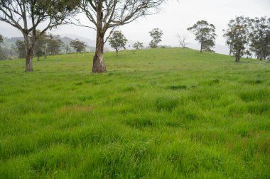 pasture and grasses growing on a regenerative agricultural farm. native plants storaging carbon in australia  clipart