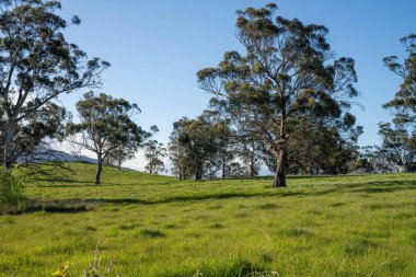 Yenilenebilir tarım çiftliğinde büyüyen çayırlar ve otlar. Avustralya 'da karbon depolayan yerel bitkiler 