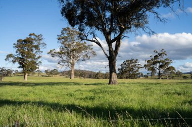 Yenilenebilir tarım çiftliğinde büyüyen çayırlar ve otlar. Avustralya 'da karbon depolayan yerel bitkiler 