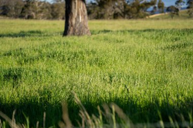 Yenilenebilir tarım çiftliğinde büyüyen çayırlar ve otlar. Avustralya 'da karbon depolayan yerel bitkiler 