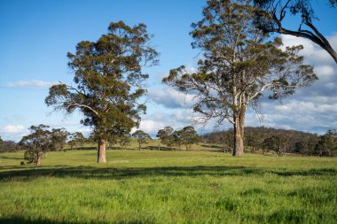 Yenilenebilir tarım çiftliğinde büyüyen çayırlar ve otlar. Avustralya 'da karbon depolayan yerel bitkiler 