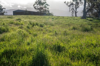 pasture and grasses growing on a regenerative agricultural farm. native plants storaging carbon in australia  clipart